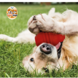 Riga Sumo Mega Strong Jouet pour Chien